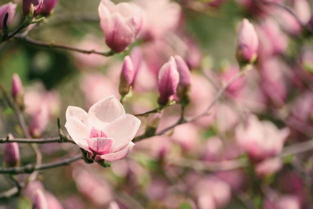 Blühen von rosa Magnolienblumen im Blumenhintergrund der Frühlingszeit