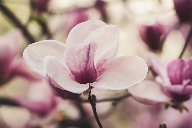 Blühen von rosa Magnolienblumen im Blumenhintergrund der Frühlingszeit