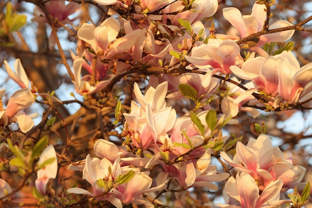Blühend mit verblassenden pastellrosa Kirschblüten blühenden Magnolienblüten im Frühlingskonzept