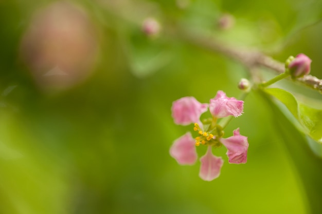 Blühende Acerola-Kirschbäume in Thailand. Acerola-Kirschblütenbäume