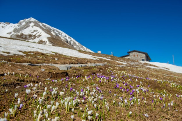 Blühende Alm