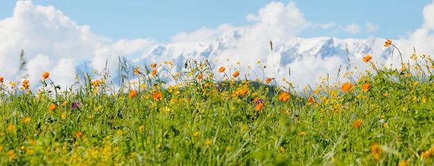 Blühende Almwiesen vor dem Hintergrund schneebedeckter Berge, Sommerreisen