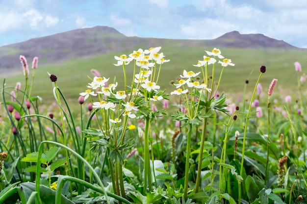 Blühende Almwiesenvegetation im Sonnenlicht auf einem unscharfen Berghintergrund