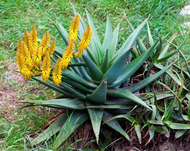 Blühende Aloe gelb