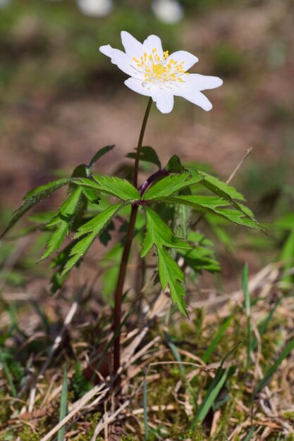 Blühende Anemonenpflanze mit weißer Blume im Frühlingswald