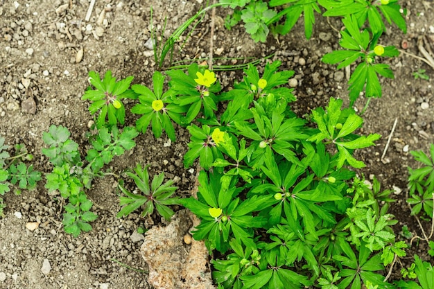 Blühende Anemonoides ranunculoides Junge Blumen mit dekorativen Steinen Gartenhintergrund