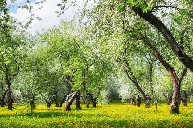 Blühende Apfelbäume auf der Wiese mit gelbem Löwenzahn Apfelblüten gegen den blauen Himmel