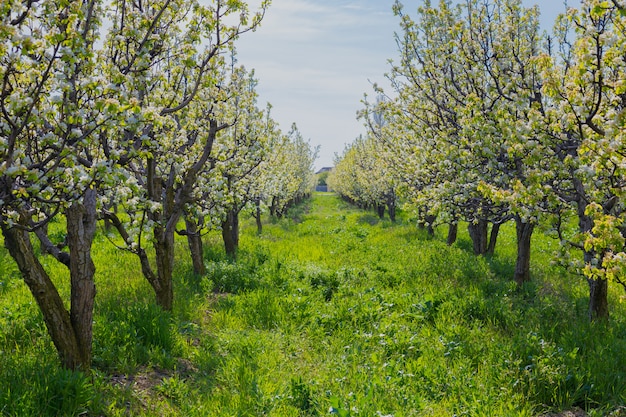 Blühende Apfelbäume im Frühjahr