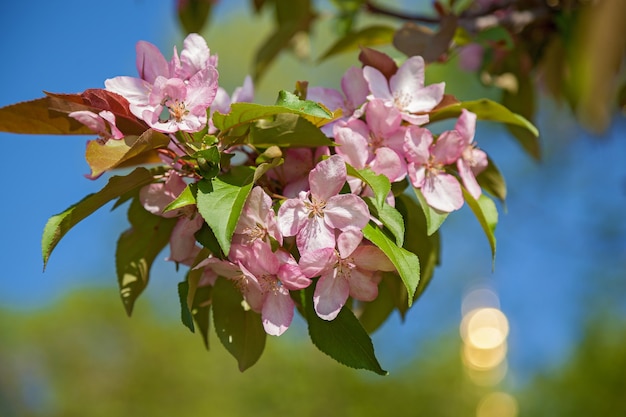 Blühende Apfelbäume im Garten, die Blumen an den Bäumen im Frühling