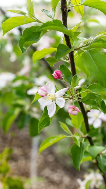 blühende apfelbäume im garten ernte bestäubung gartenbau