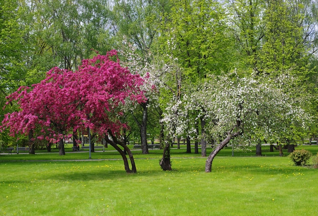 Blühende Apfelbäume im Park im Frühjahr an einem sonnigen Tag