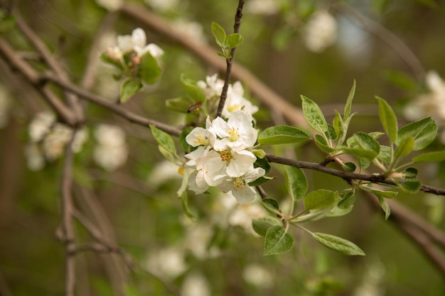 Blühende Apfelbaumbestäubung einer blühenden Blume durch eine Bienenmakrophotographie