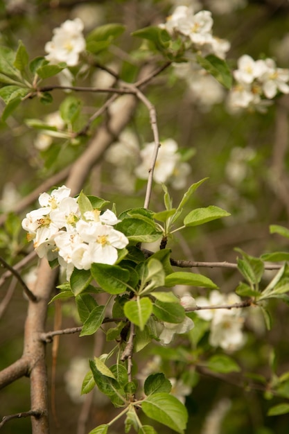 Blühende Apfelbaumbestäubung einer blühenden Blume durch eine Bienenmakrophotographie