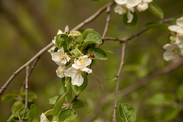 Blühende Apfelbaumbestäubung einer blühenden Blume durch eine Bienenmakrophotographie