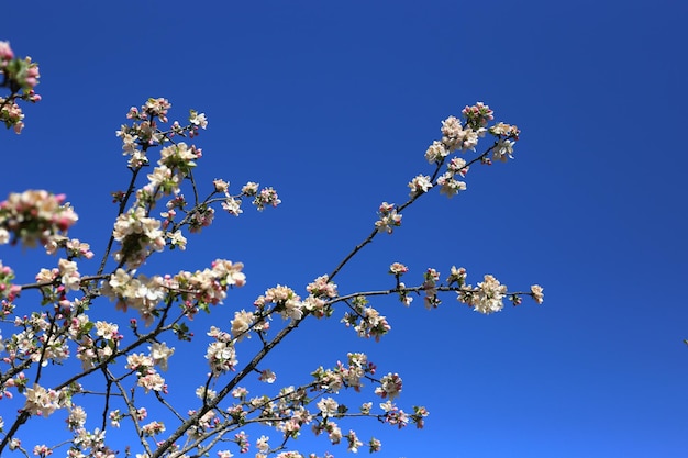 Blühende Apfelbaumzweige an einem warmen Sommertag vor einem strahlend blauen Himmel
