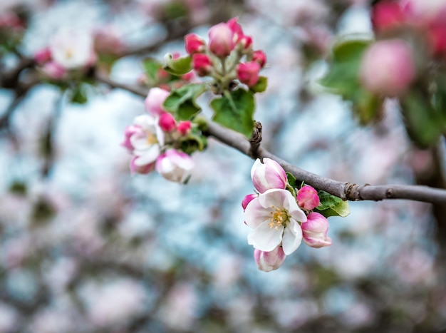 Blühende Apfelblumen auf dem Baum