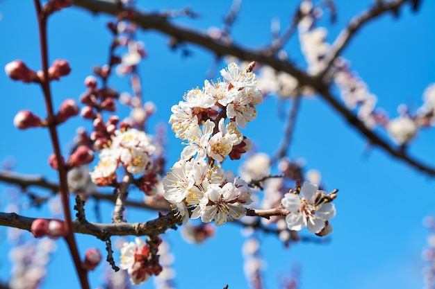 Blühende Aprikose im Frühjahr