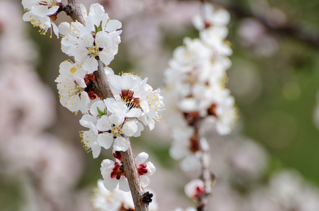 Blühende Aprikose, sonniger Tag, Nahaufnahme