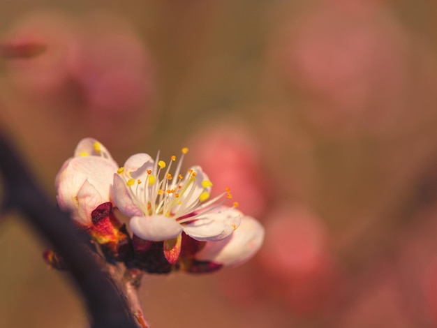 Blühende Aprikosenblumen schließen abstraktes Shooting am sonnigen Tag