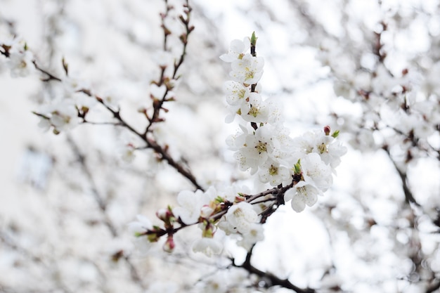 Blühende Aprikosennahaufnahme des Frühlinges.