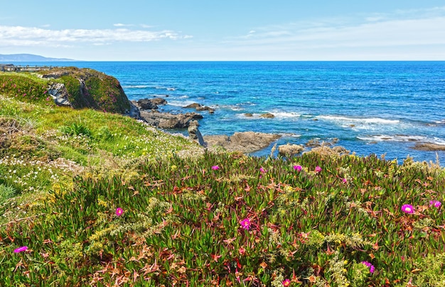 Blühende Atlantikküstenküstenlandschaft des Sommers mit rosa Blumen (Spanien).