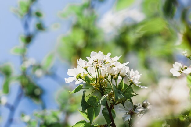 Blühende Bäume, Apfelbaum, Baumblumen, Frühling, Bestäubung, Natur