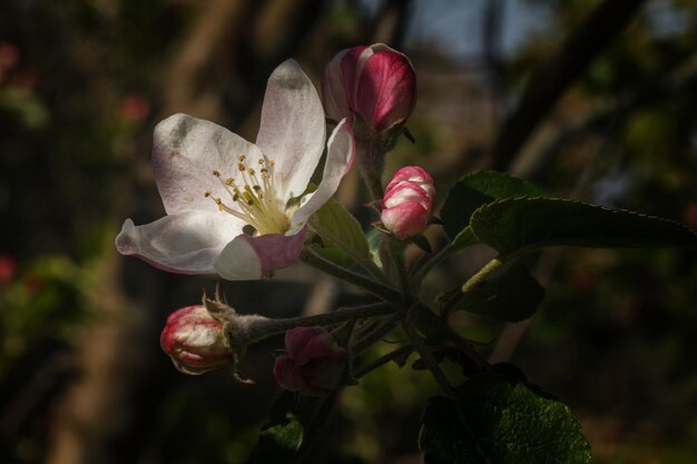 Blühende Bäume im Frühjahr Der Zweig des blühenden Apfelbaums