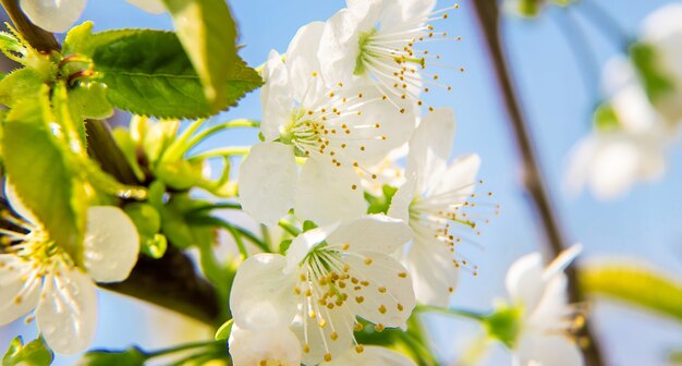 Blühende Bäume im Frühjahr. Selektiver Fokus.