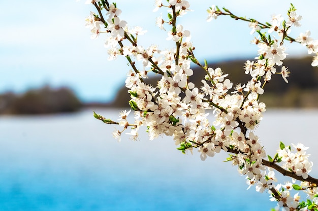 Blühende Bäume im Frühling, ein Zweig eines blühenden Baumes nahe dem Fluss