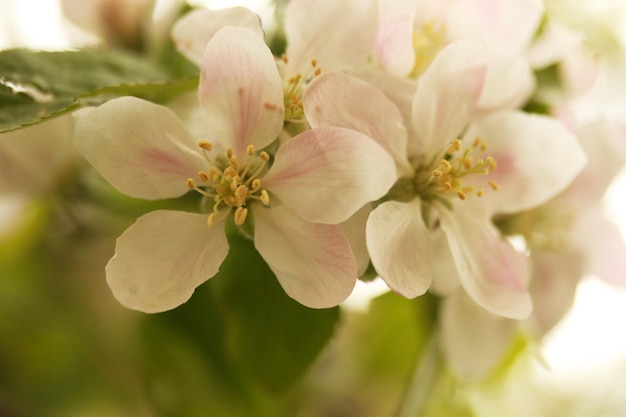 blühende Bäume im Frühling