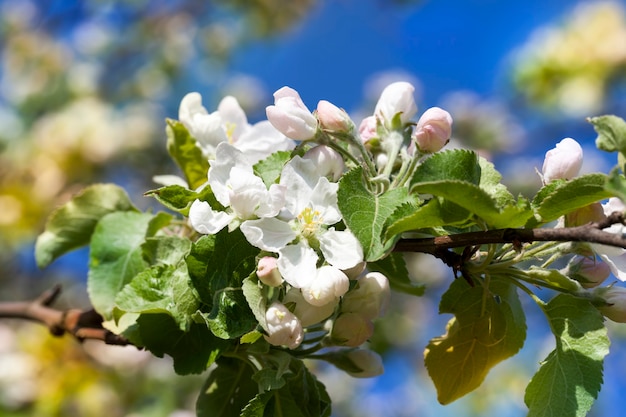 Blühende Bäume im Obstgarten in der Frühlingssaison