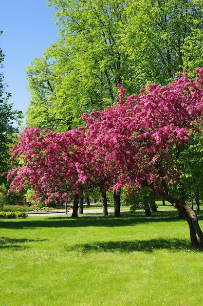 Blühende Bäume im Park