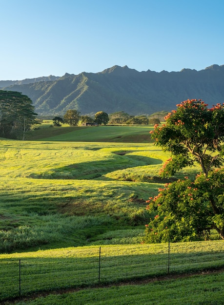 Blühende Bäume umrahmen den Blick auf die Na Pali-Berge über der märchenhaften Landschaft von Kauai