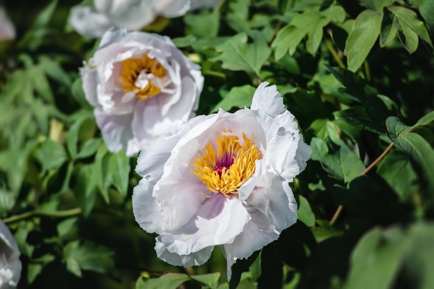 Blühende baumartige weiße Pfingstrosen an einem sonnigen Frühlingstag im Garten