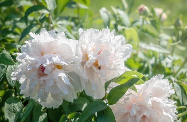 Blühende baumartige weiße Pfingstrosen an einem sonnigen Frühlingstag im Garten