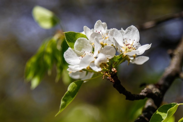 Blühende Baumzweige des schönen Frühlings mit Makro der weißen Blumen