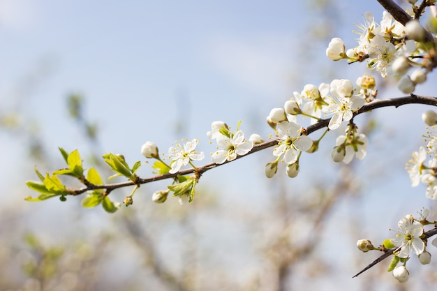 Blühende Baumzweige. Junge zerbrechliche Zweige mit Blumen. Frühling