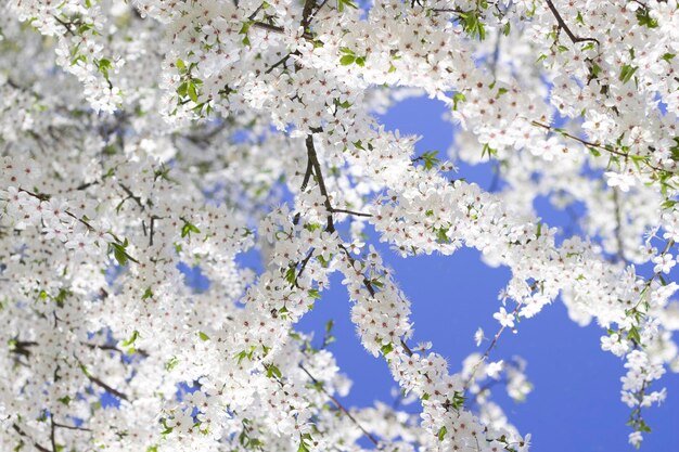 Foto blühende baumzweige und frühlingsblauer himmel