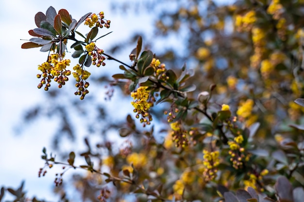 Blühende Berberitze Berberis gegen den blauen Himmel und die weißen Wolken