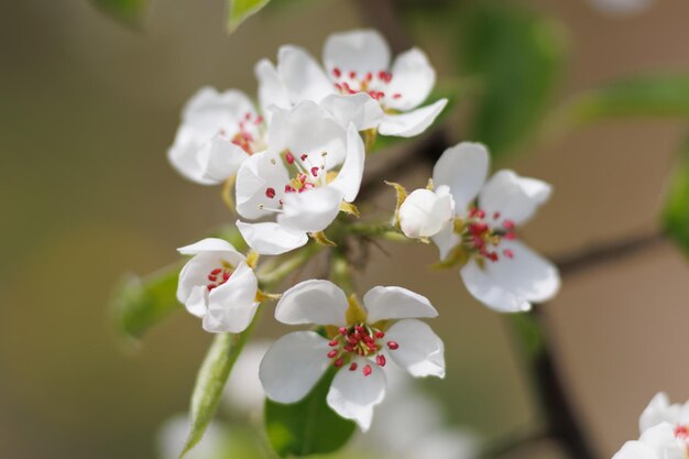 Blühende Birnen in der Gartennahaufnahme