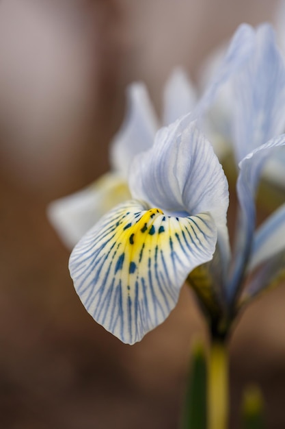 Blühende blaue Irisblume in der Makrofotografie des Vorfrühlings