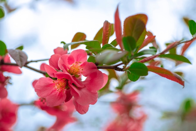 Blühende blühende Zweige der japanischen Quitte oder Maules-Quitte im Frühling