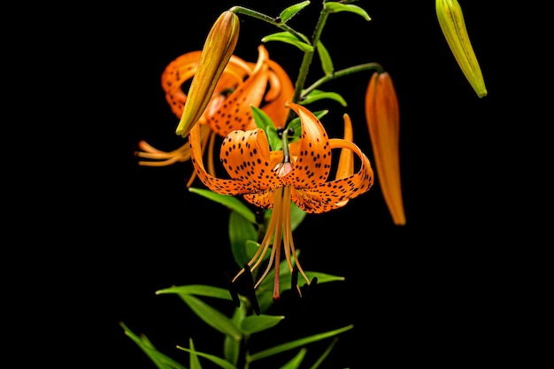 Blühende Blüte einer orangefarbenen Lilie, isoliert auf schwarzem Hintergrund
