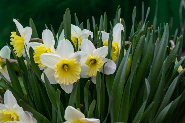 Blühende Blüten von Narzissen im Frühling Makrofotografie Blütengarten Narzissen