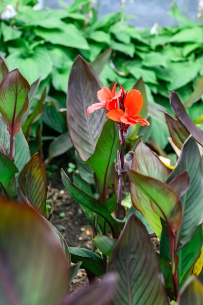 Blühende Blume der roten Canna-Lilien