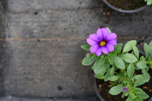 Blühende Blume, die im Topf mit Erde auf schwarzem Hintergrund mit Draufsicht des Kopienraums wächst