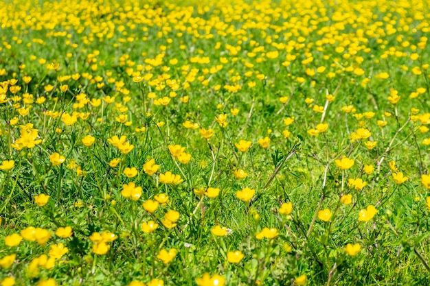 Blühende Blume im Frühling, Butterblume, Hahnenfuß, Ranunkel. Natur