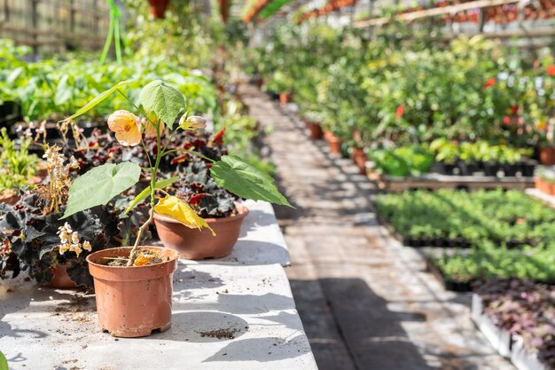 Blühende Blume im Plastikblumentopf auf dem Arbeitstisch des Landwirts im Gewächshausgewächshausinnenraum