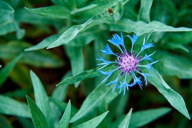 Blühende Blume in den grünen Blättern