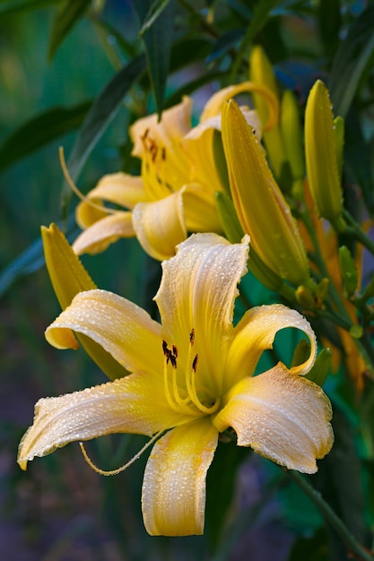 Blühende Blume mit Regentropfen im Garten.